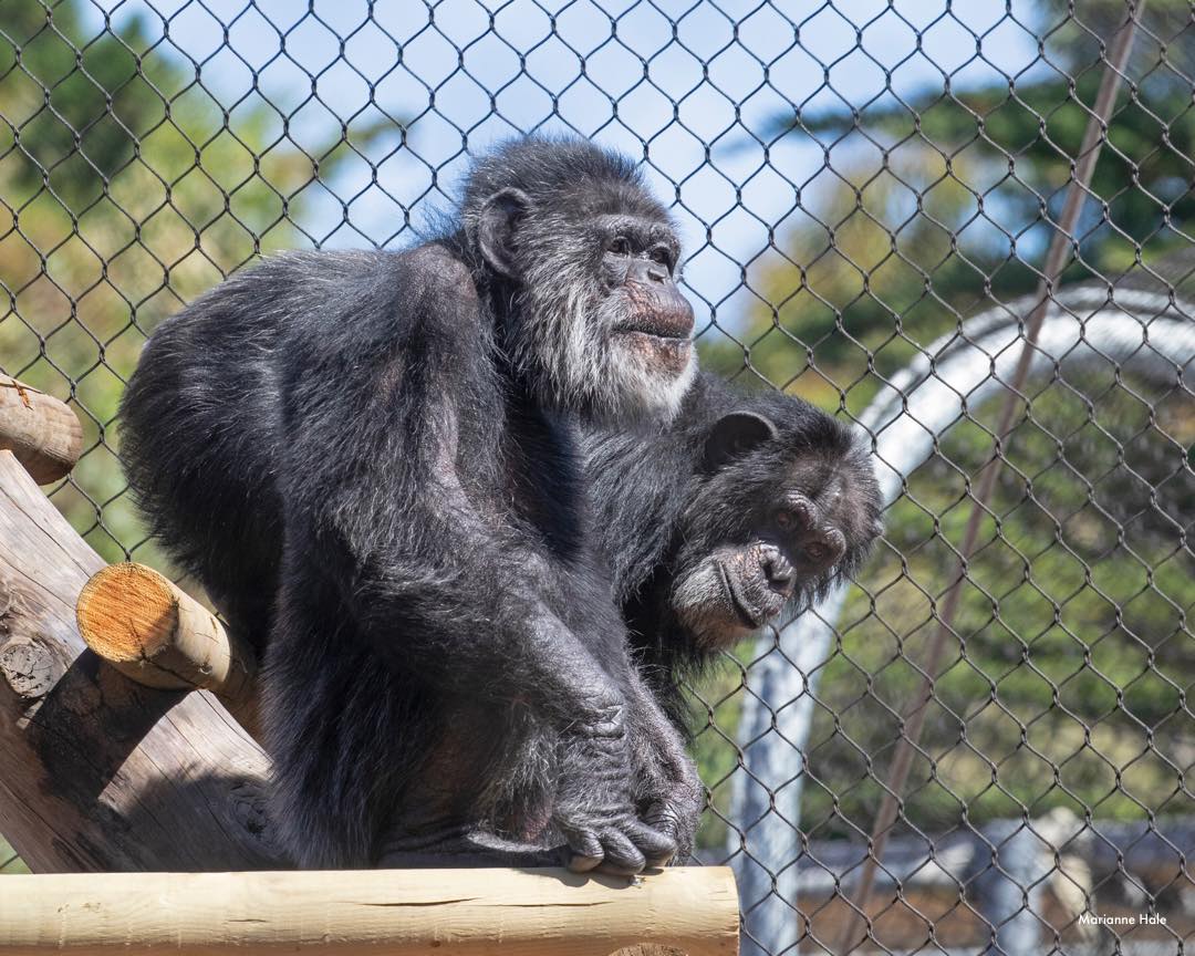 نفوق أكبر شمبانزي معمر بالولايات المتحدة عن عمر 63 عاما صور