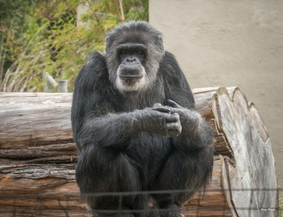 نفوق أكبر شمبانزي معمر بالولايات المتحدة عن عمر 63 عاما صور
